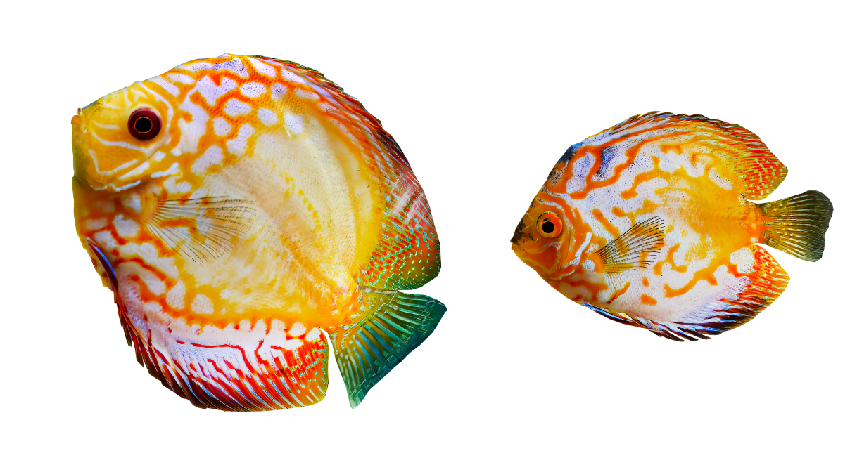 ZOLUX TETRA EasyBalance uzdatniacz w płynie stabilizujący parametry wody 250 ml